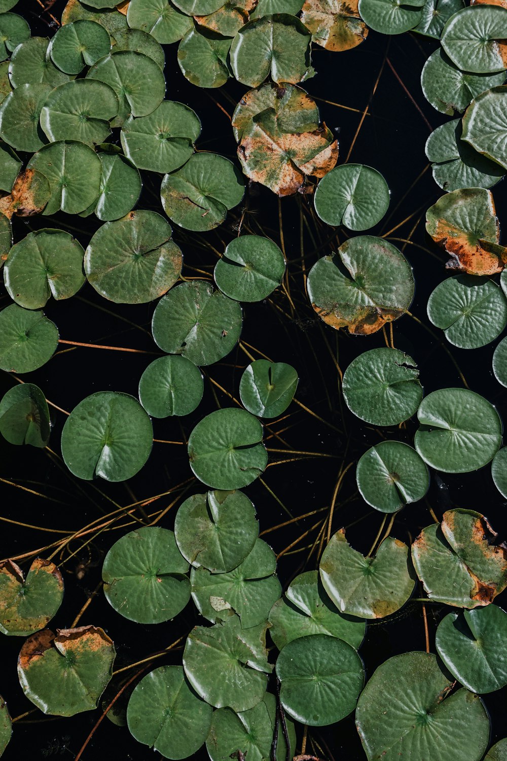 a pond filled with lots of green leaves