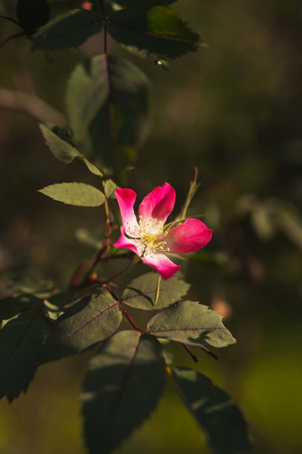 a pink flower with green leaves in the background