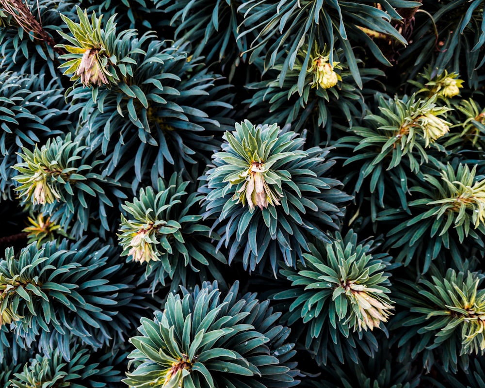 a bunch of green plants with yellow flowers