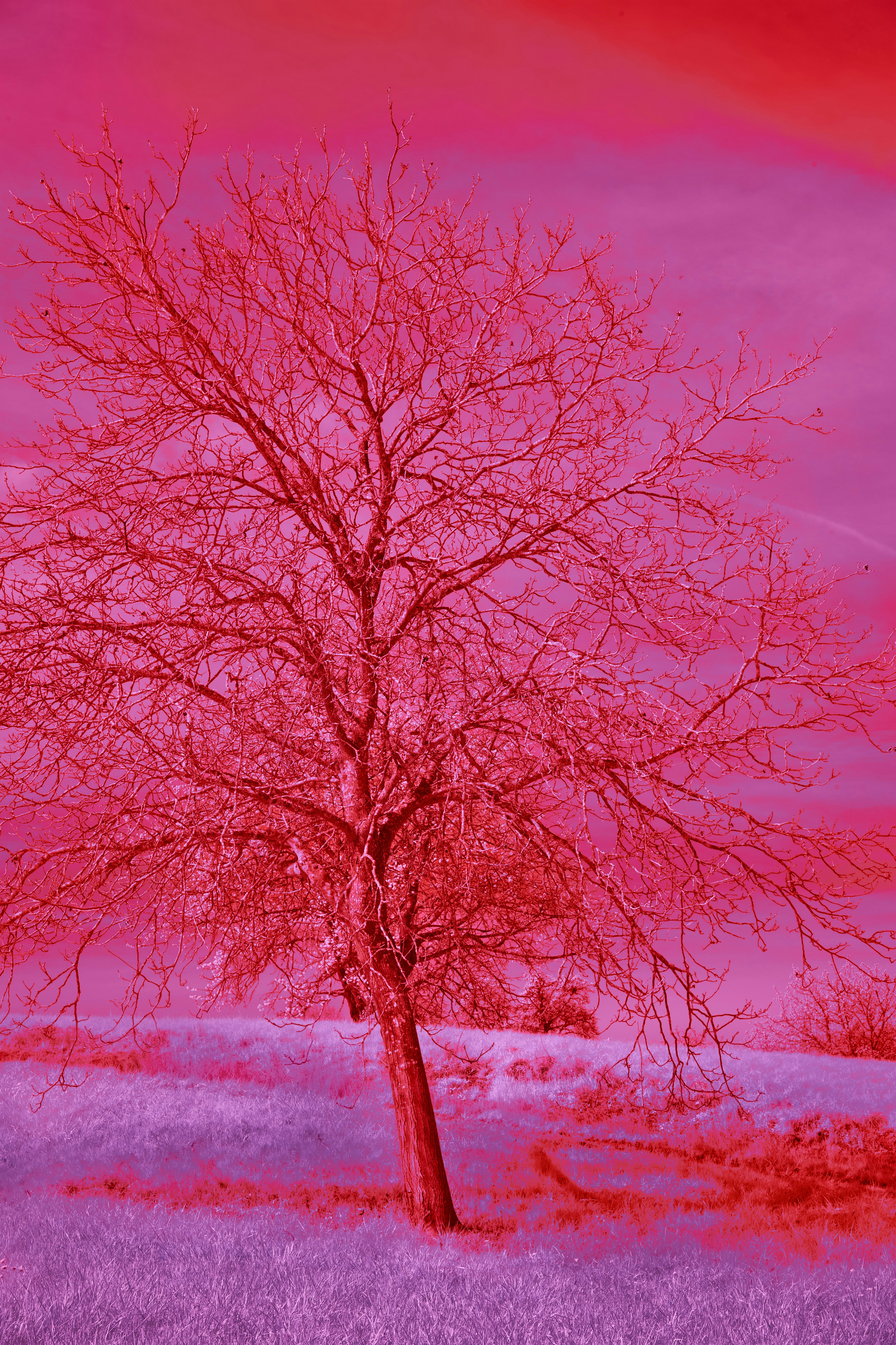 Photo by wolfgang_hasselmann