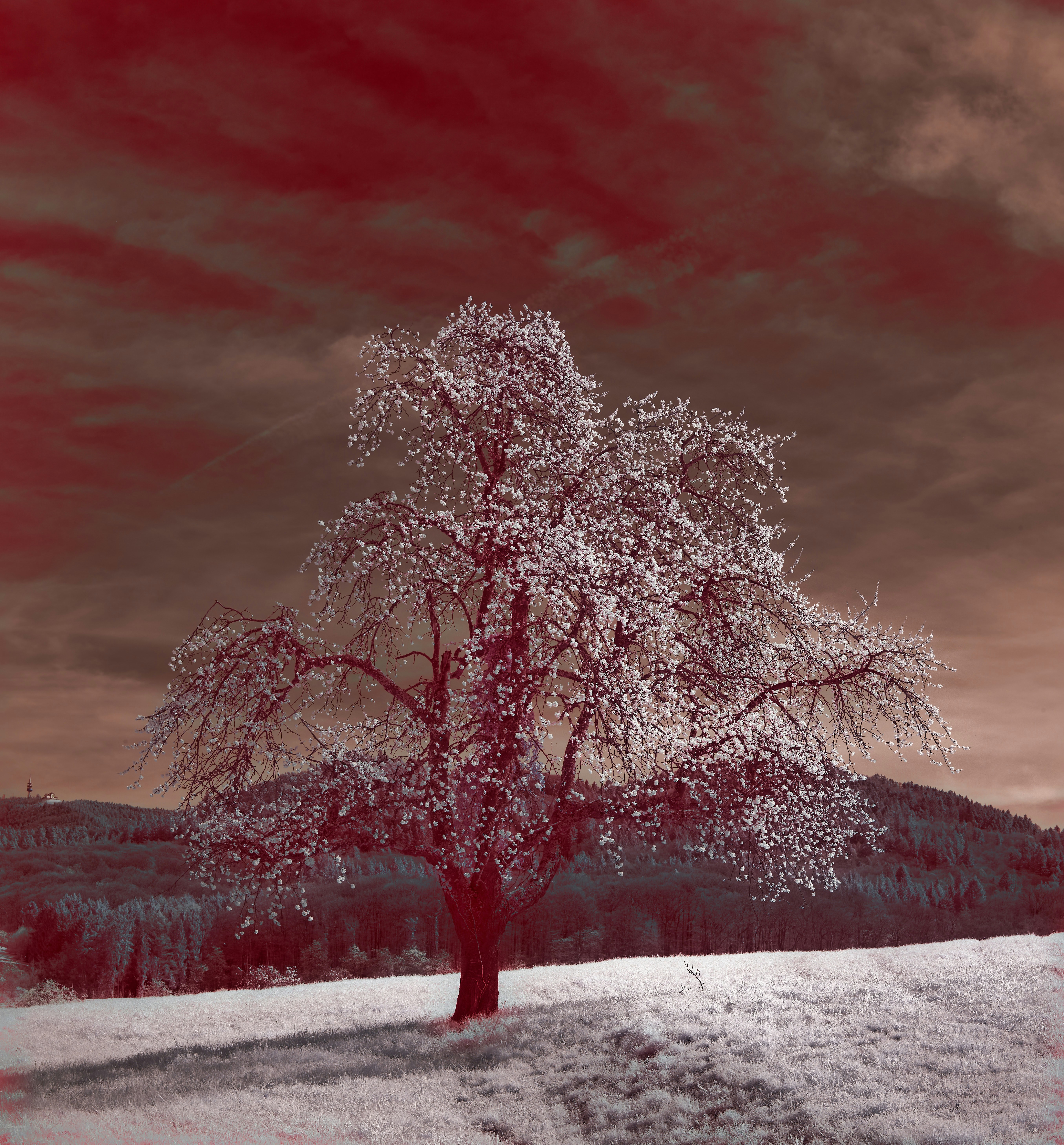 Photo by wolfgang_hasselmann