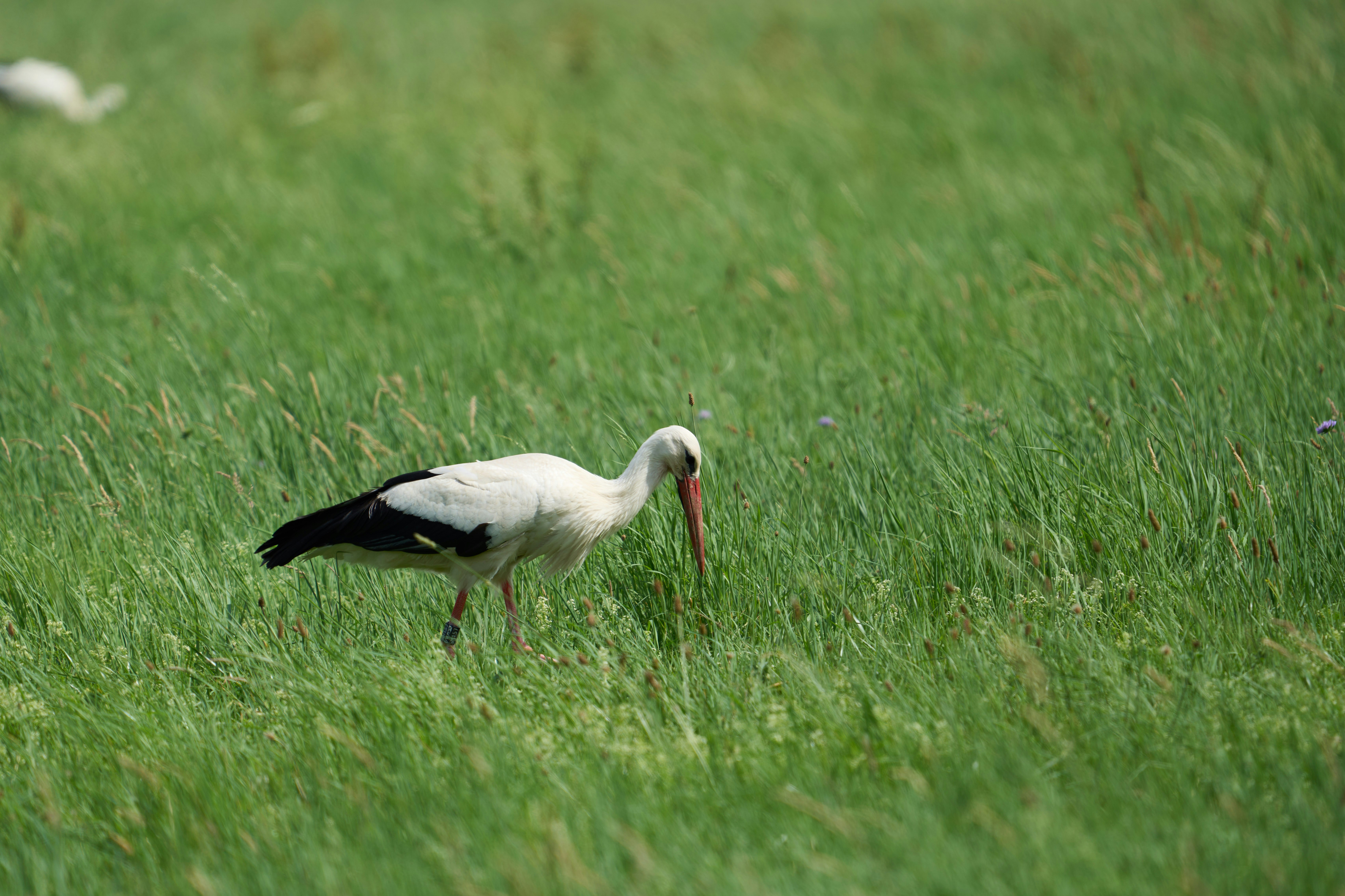 Photo by wolfgang_hasselmann