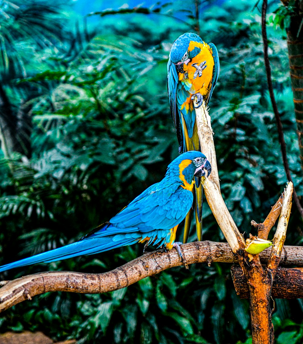 two blue and yellow parrots sitting on a branch
