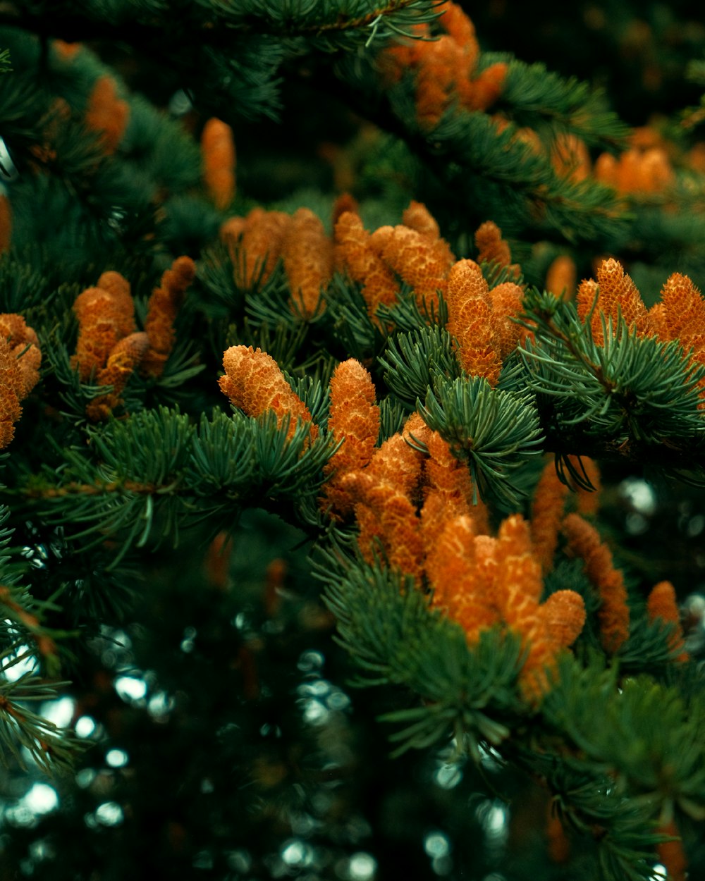 a close up of a pine tree with orange cones