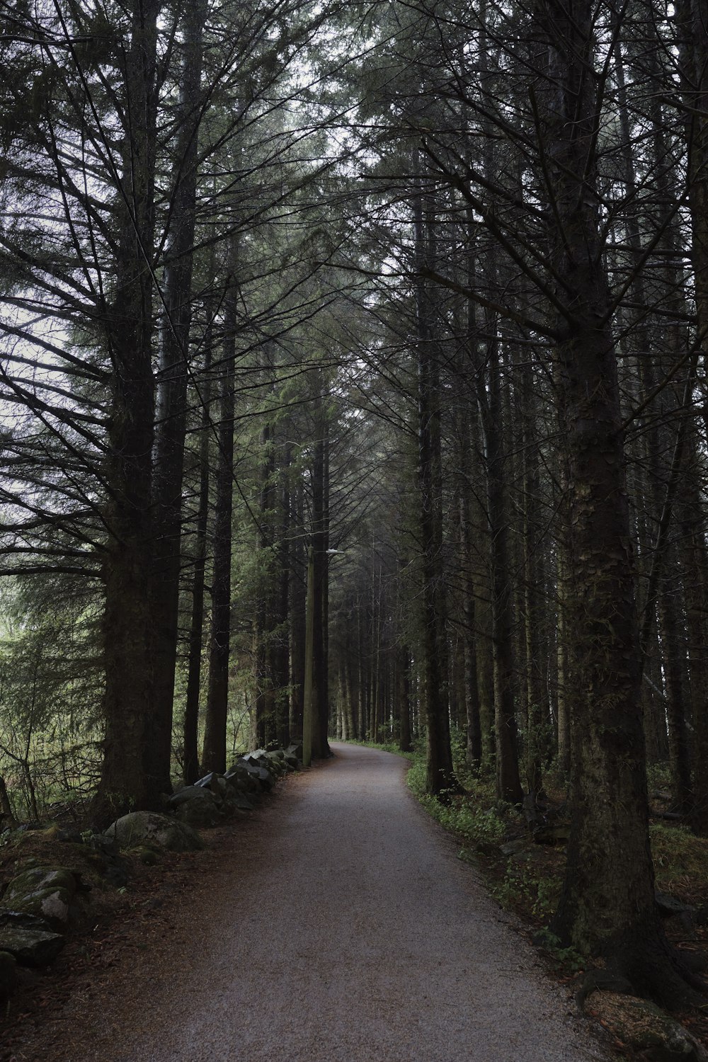 a path in the middle of a forest with lots of trees