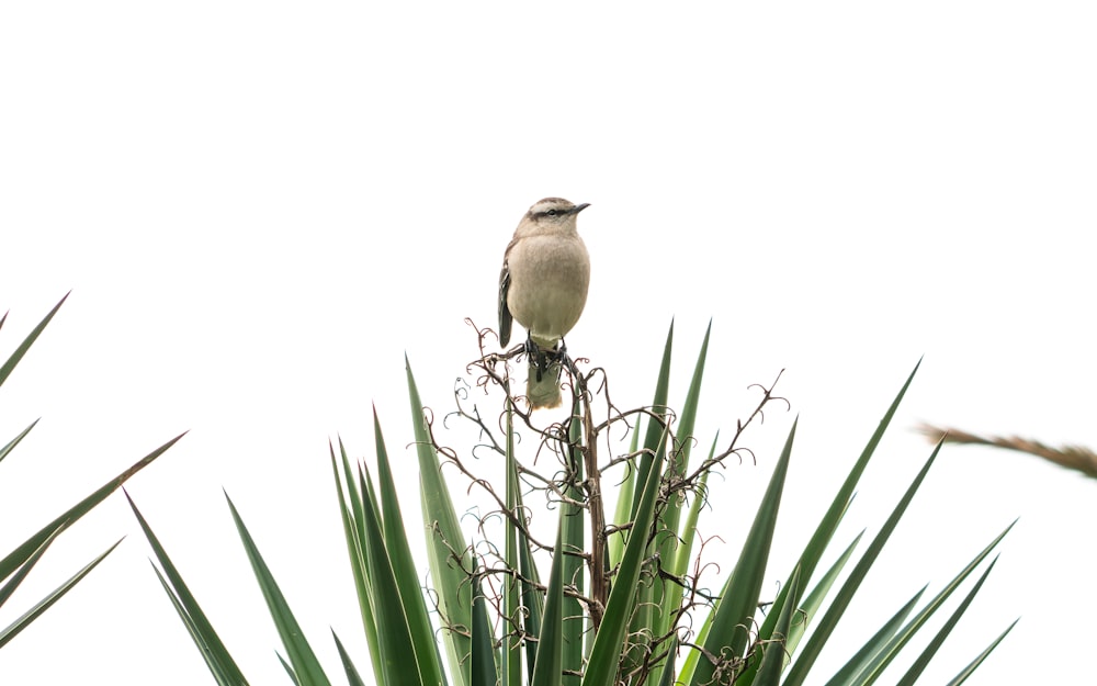 a bird sitting on top of a tree branch