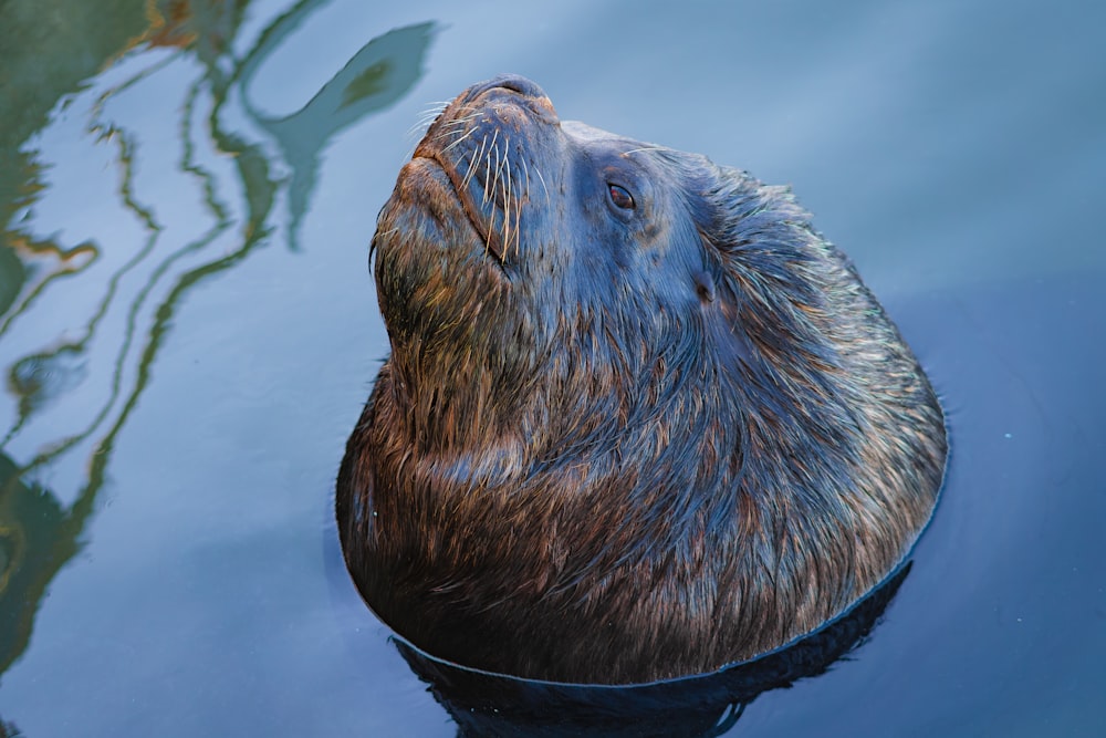 a close up of a animal in a body of water