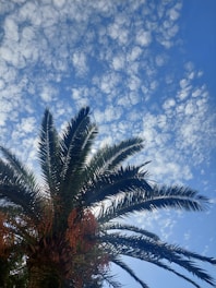 A tall palm tree with long, slender leaves stretches upwards against a bright blue sky filled with scattered white clouds. Clusters of orange fruits hang from the tree, adding a touch of color to the green foliage.
