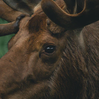 A close-up of a bull moose showing its impressive antlers against a forest backdrop