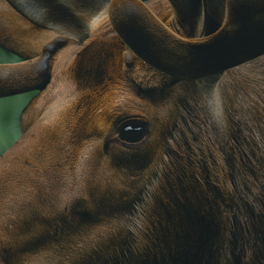 a close up of a moose's head and antlers