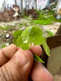 A hand is holding a cluster of four-leaf clovers with water droplets on them, set against a blurry outdoor background with grass and debris.