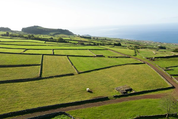 An aerial view of a grassy field with sheep — Azores, Portugal