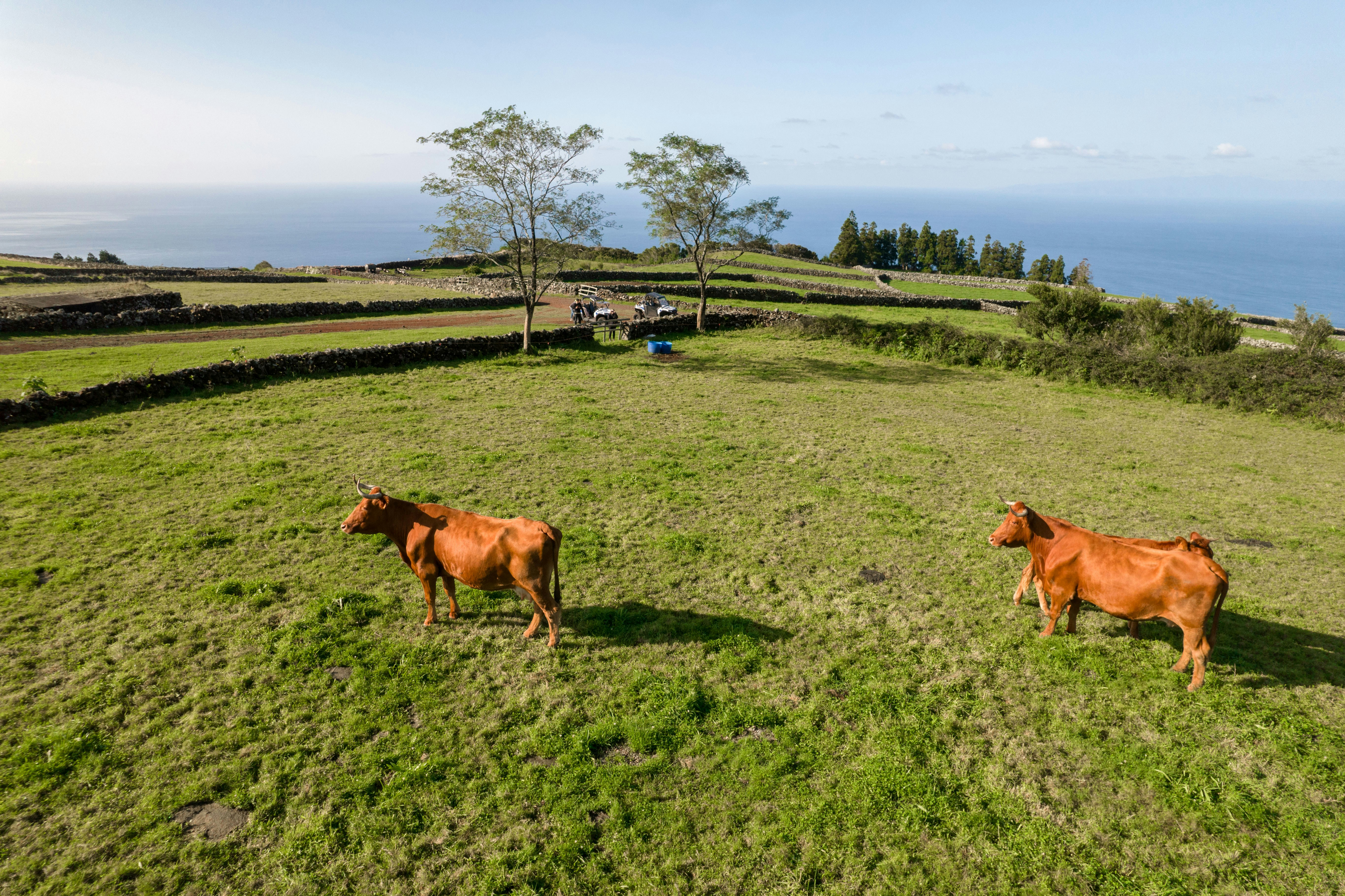 two brown cows standing on top of a lush green field