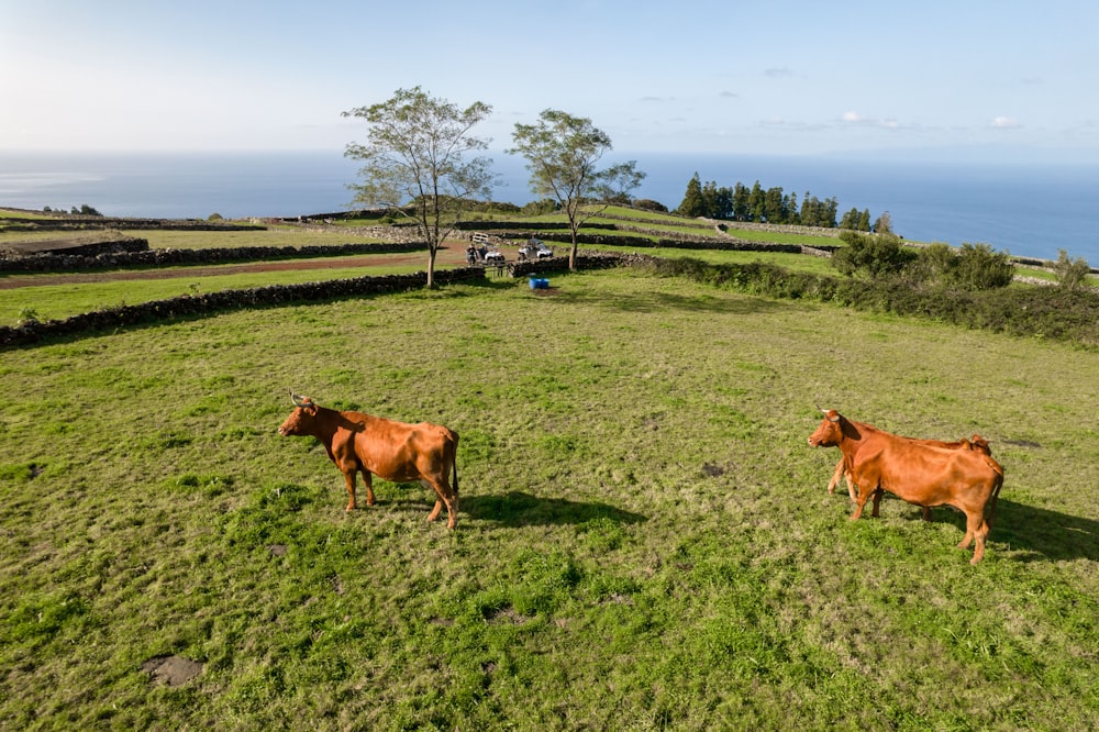 two brown cows standing on top of a lush green field