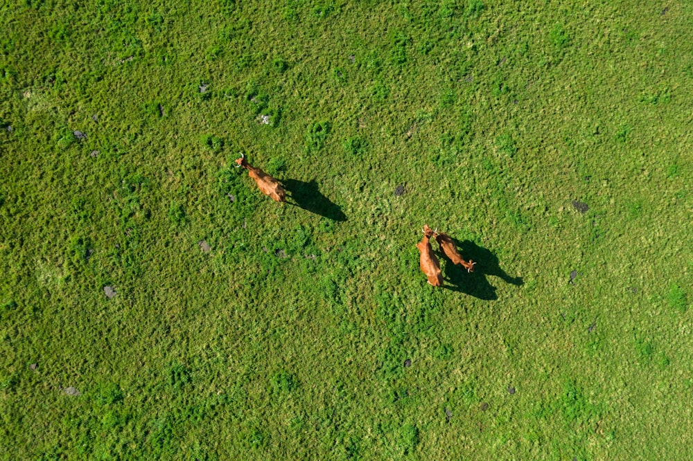 a couple of dogs running across a lush green field