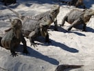 a group of iguanas standing in the sand