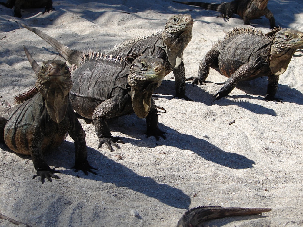 a group of iguanas standing in the sand