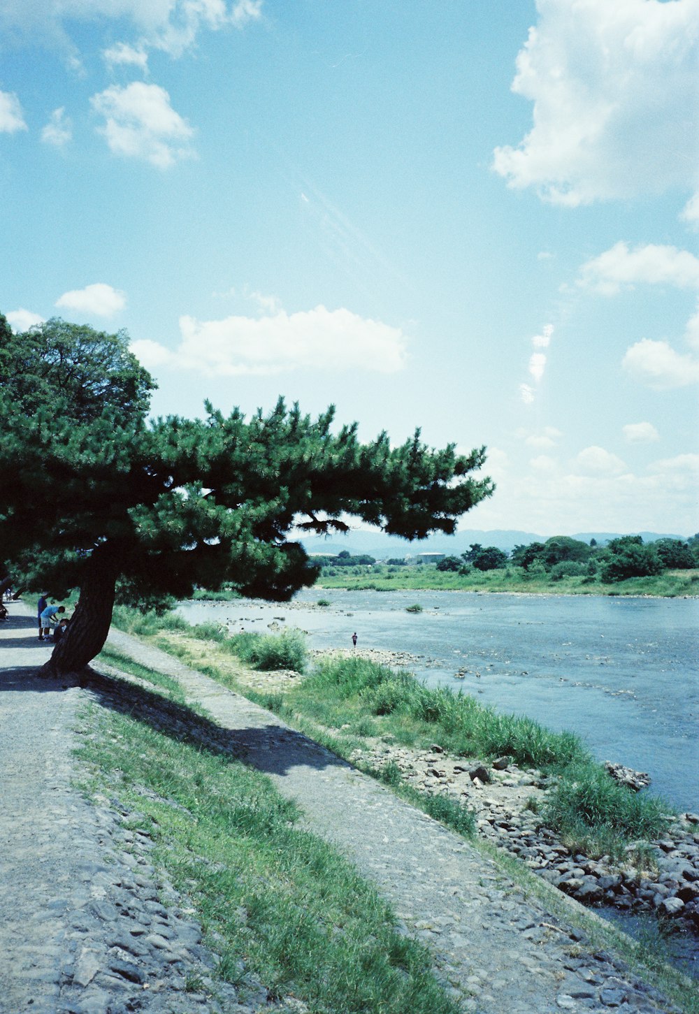 a large tree sitting on the side of a river