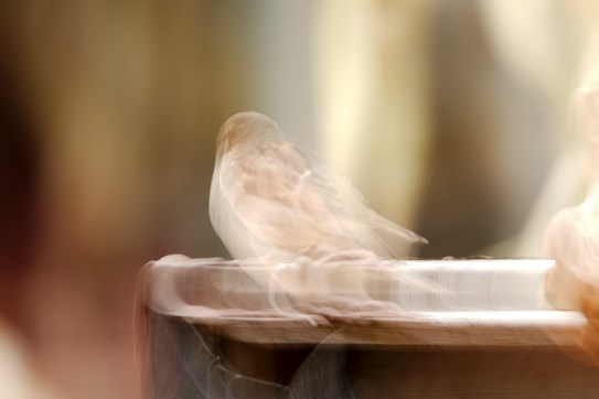 A blurred image of a small bird perched on the edge of a cylindrical object. The soft focus and hazy effect create an ethereal, dreamlike quality.