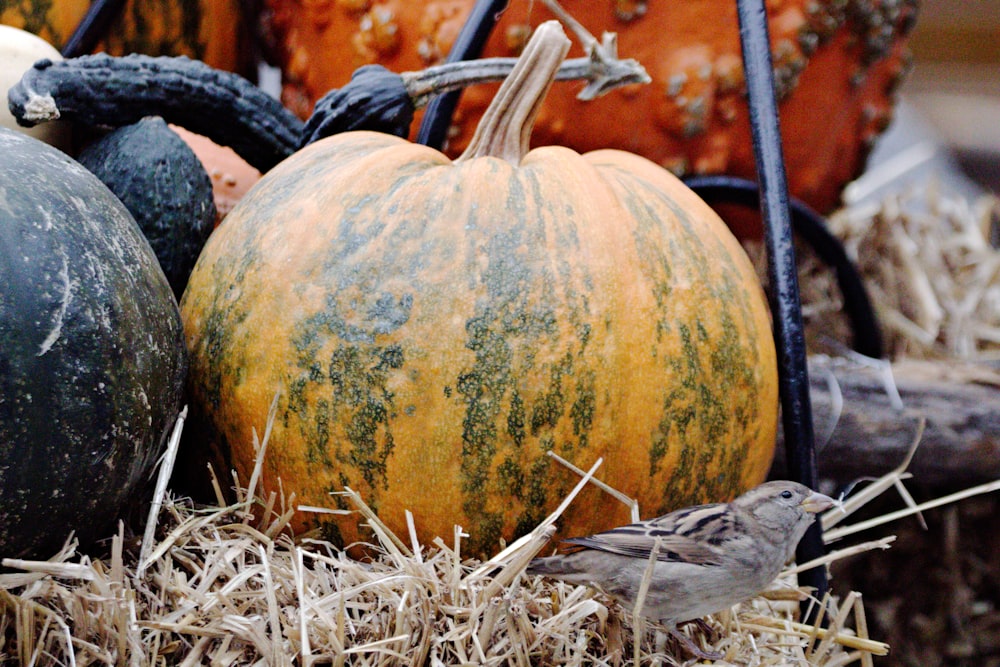 a group of pumpkins sitting on top of a pile of hay