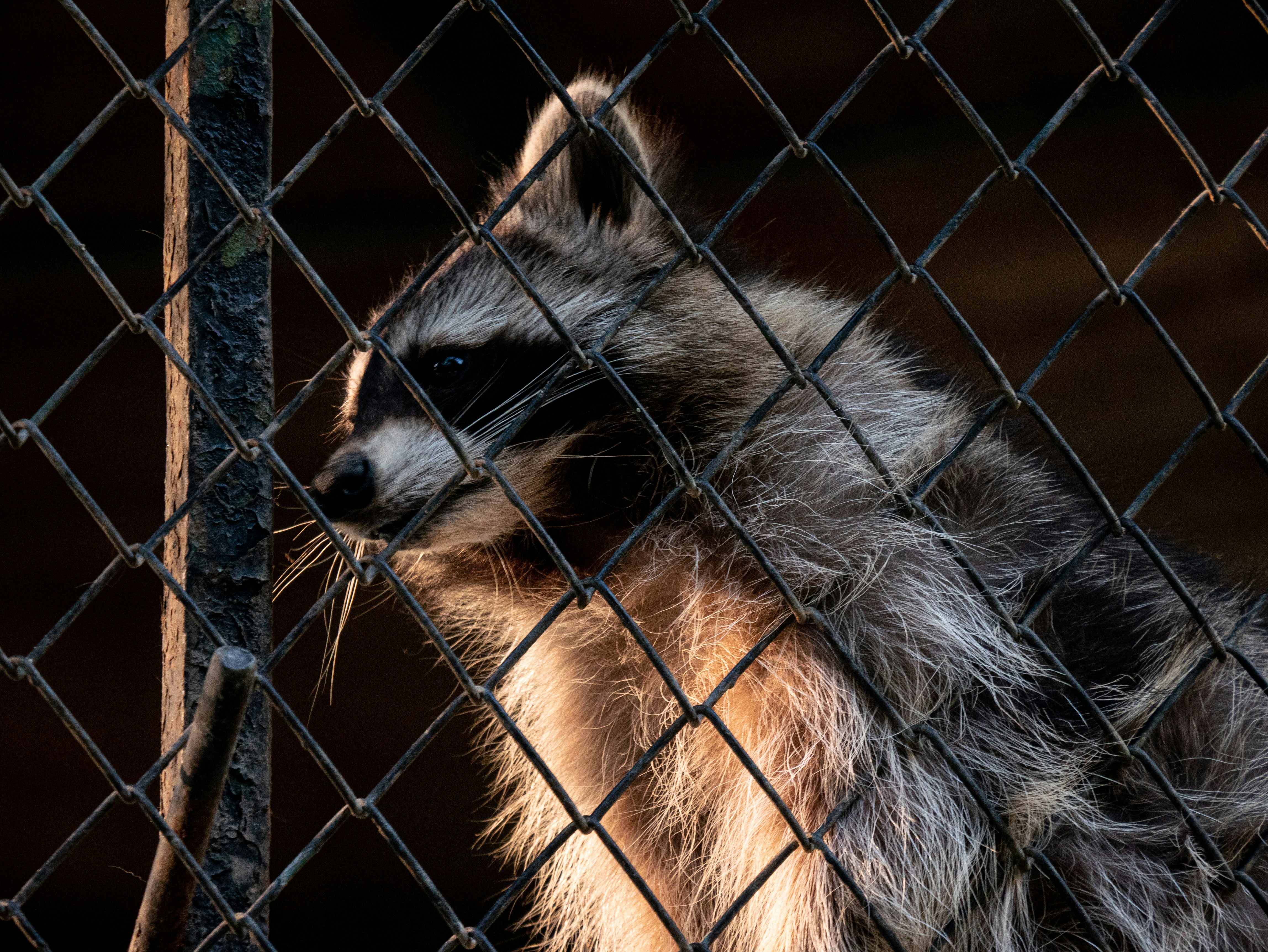 A raccoon looking through a chain link fence photo Free Grădina