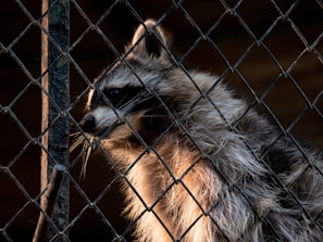 a raccoon looking through a chain link fence