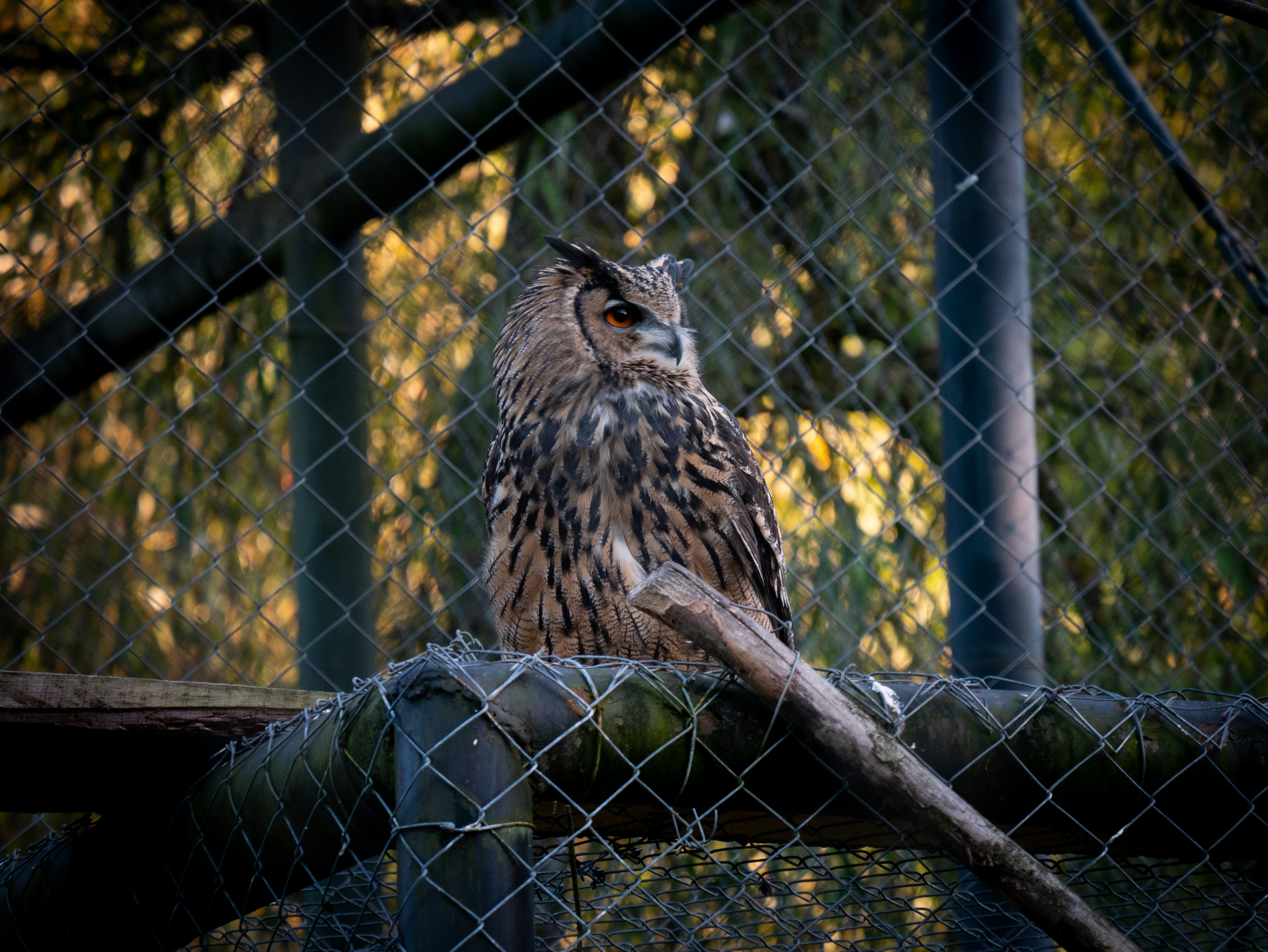 Photo by berciuemanuel