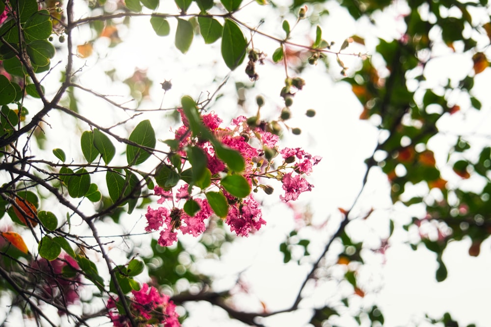 a bunch of flowers that are on a tree