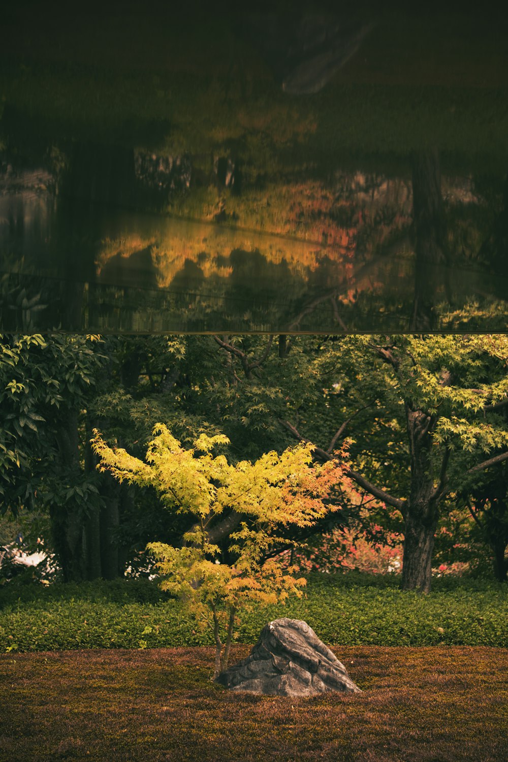 a small tree in a grassy area next to a rock