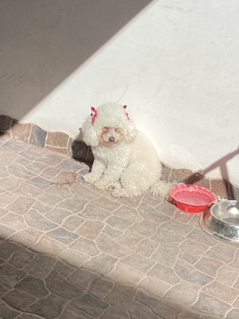 A fluffy white dog with curly fur sits on a tiled floor, adorned with red bows on its ears. Nearby are a red water dish and a silver metal bowl, both placed on the patterned tiles.