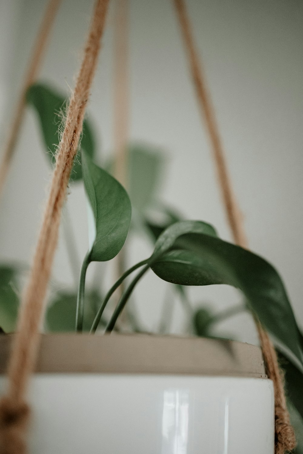 a close up of a plant in a hanging planter