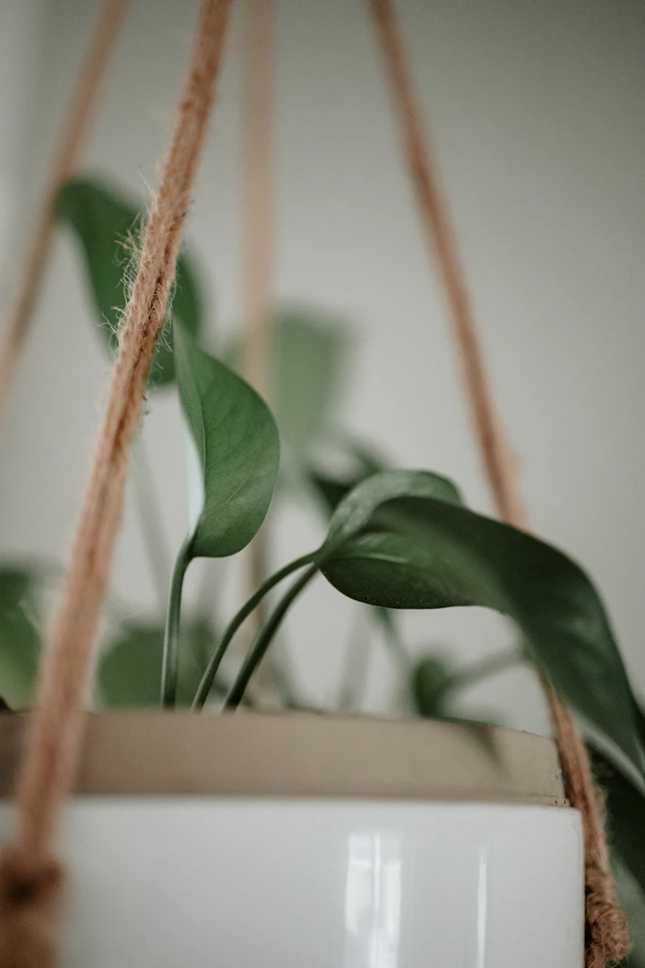 Golden pothos trailing from a hanging planter, soft blurred interior background
