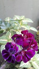 Close-up of vibrant violet blooms in a cozy indoor garden setting