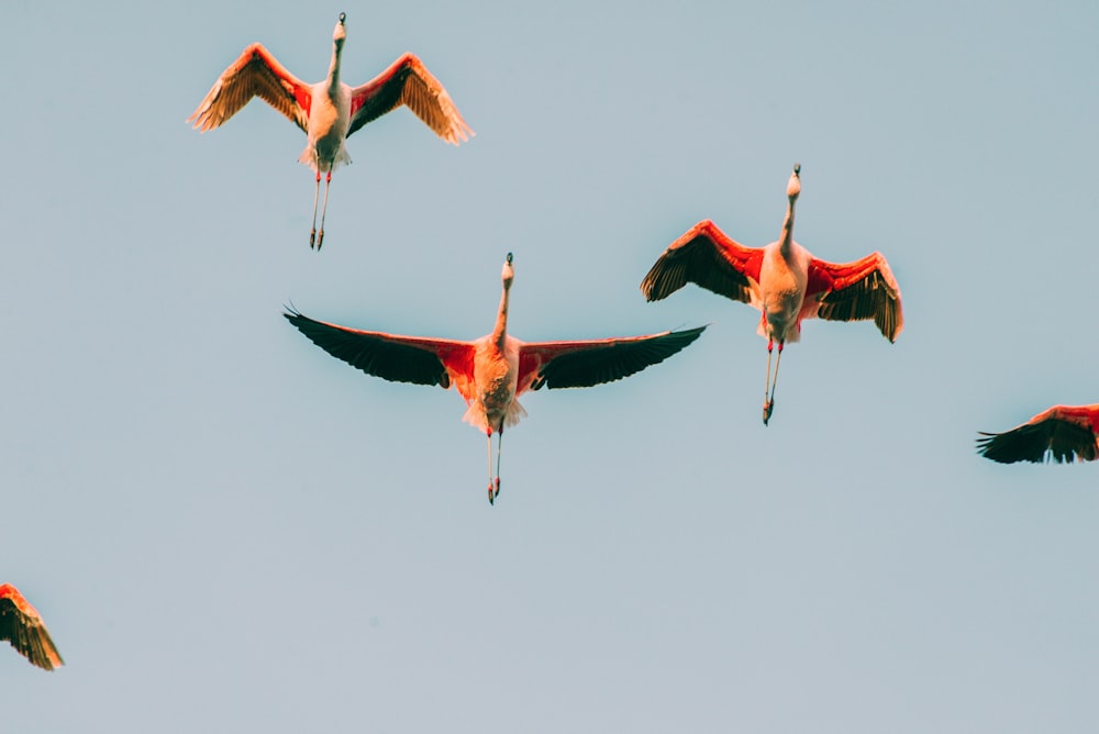 a flock of birds flying through a blue sky