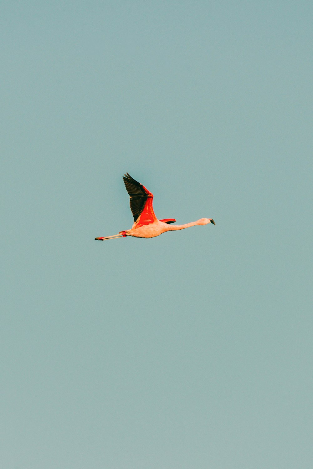 a pink and black bird flying through a blue sky