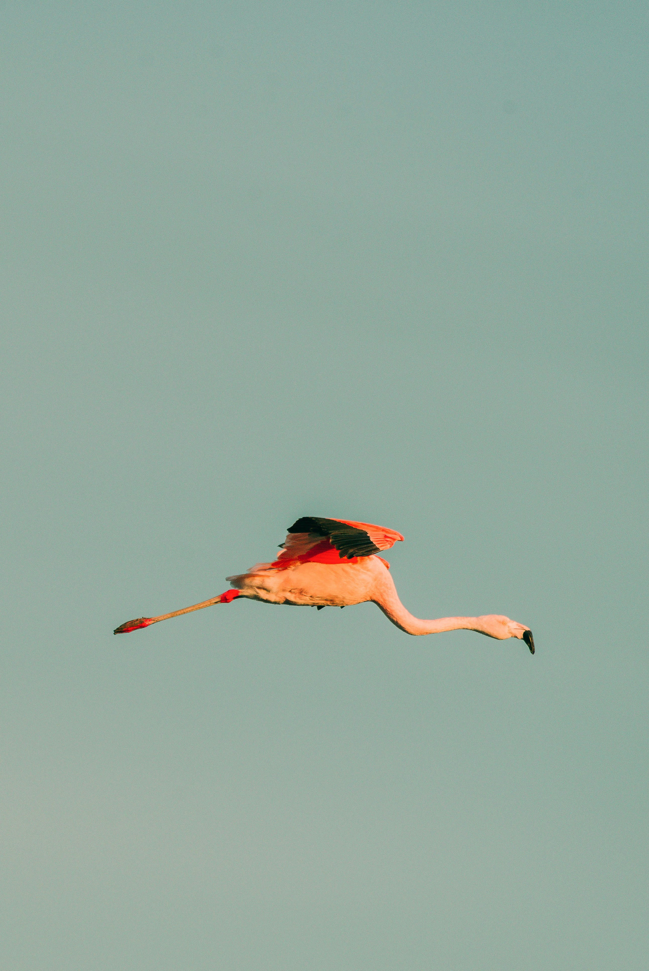 a flamingo flying through a blue sky