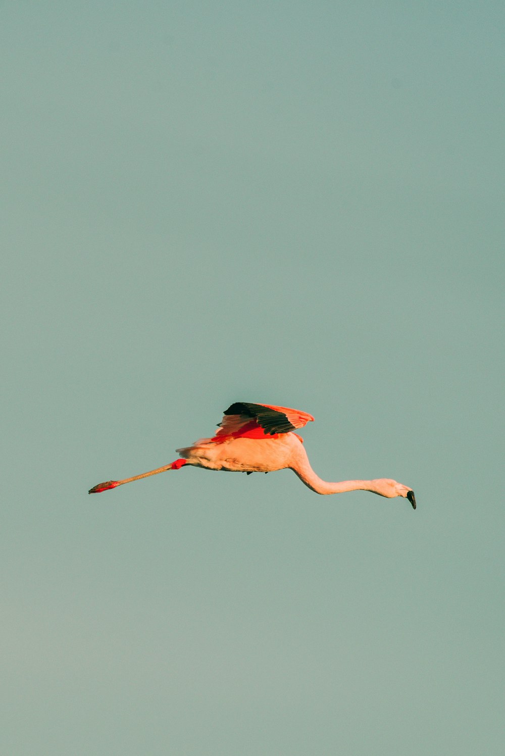 um flamingo voando através de um céu azul