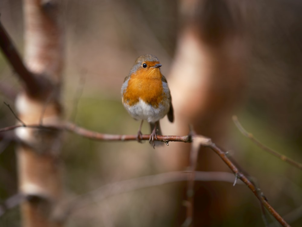 a small orange and white bird sitting on a branch