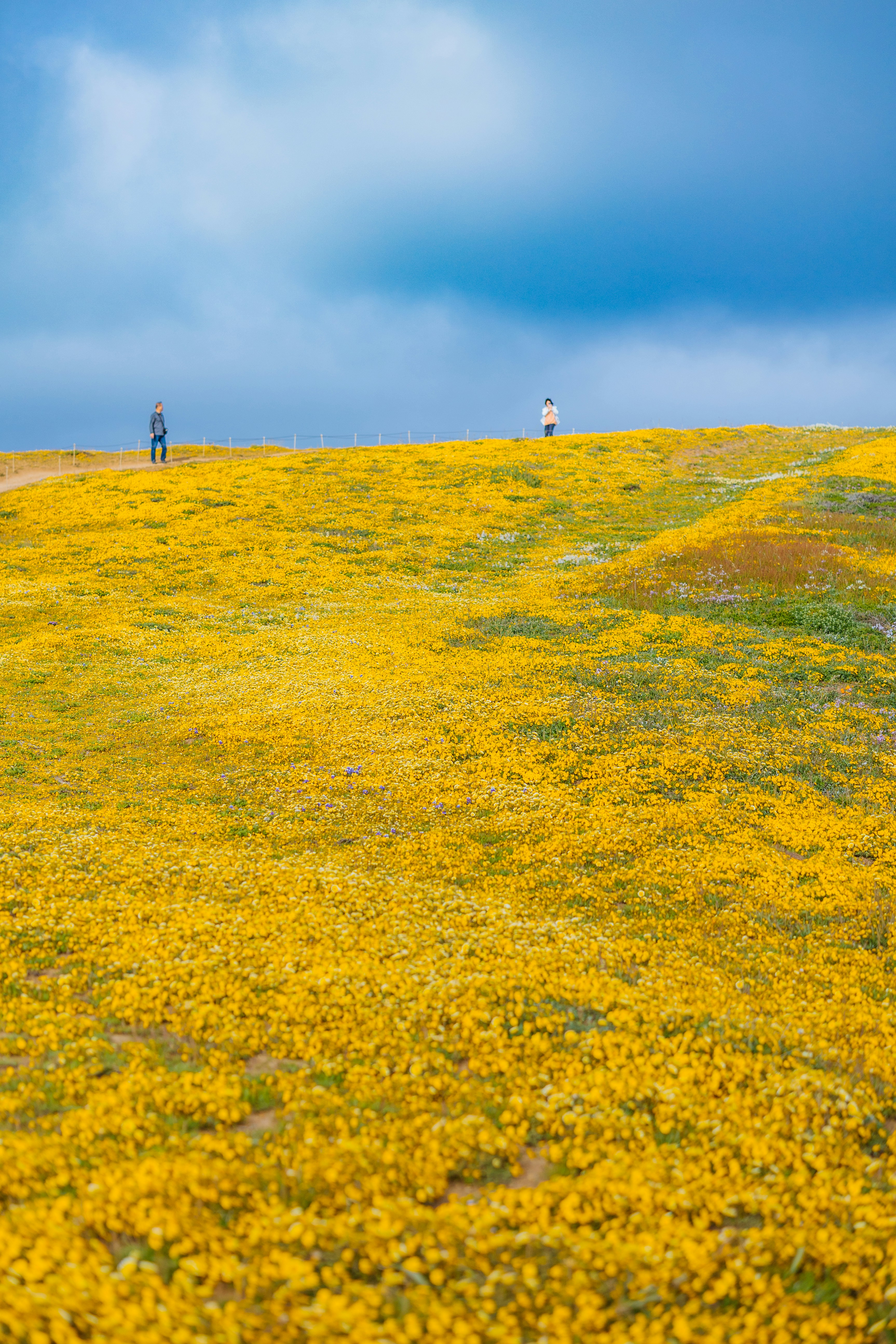 a couple of people standing on top of a yellow field
