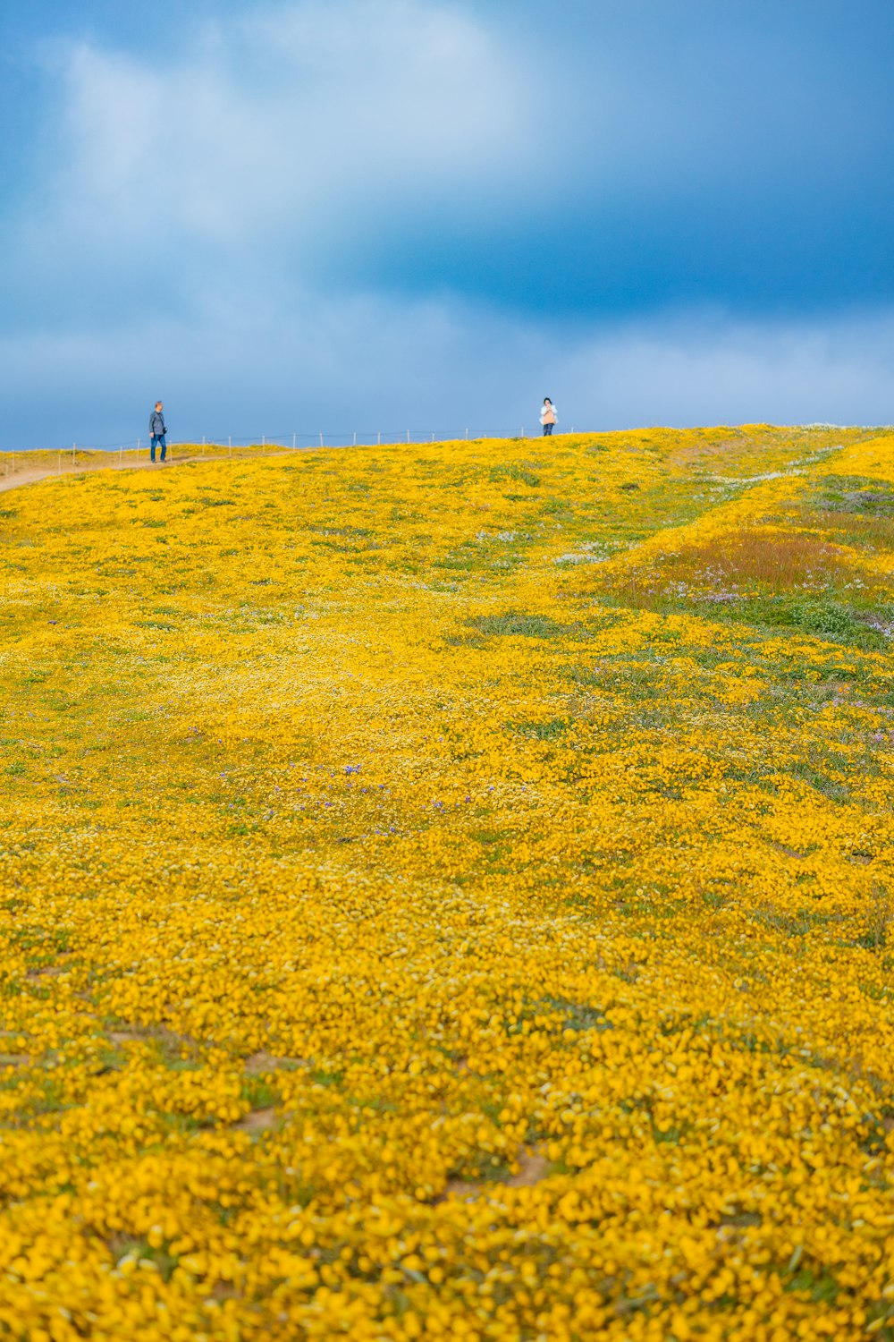 a couple of people standing on top of a yellow field