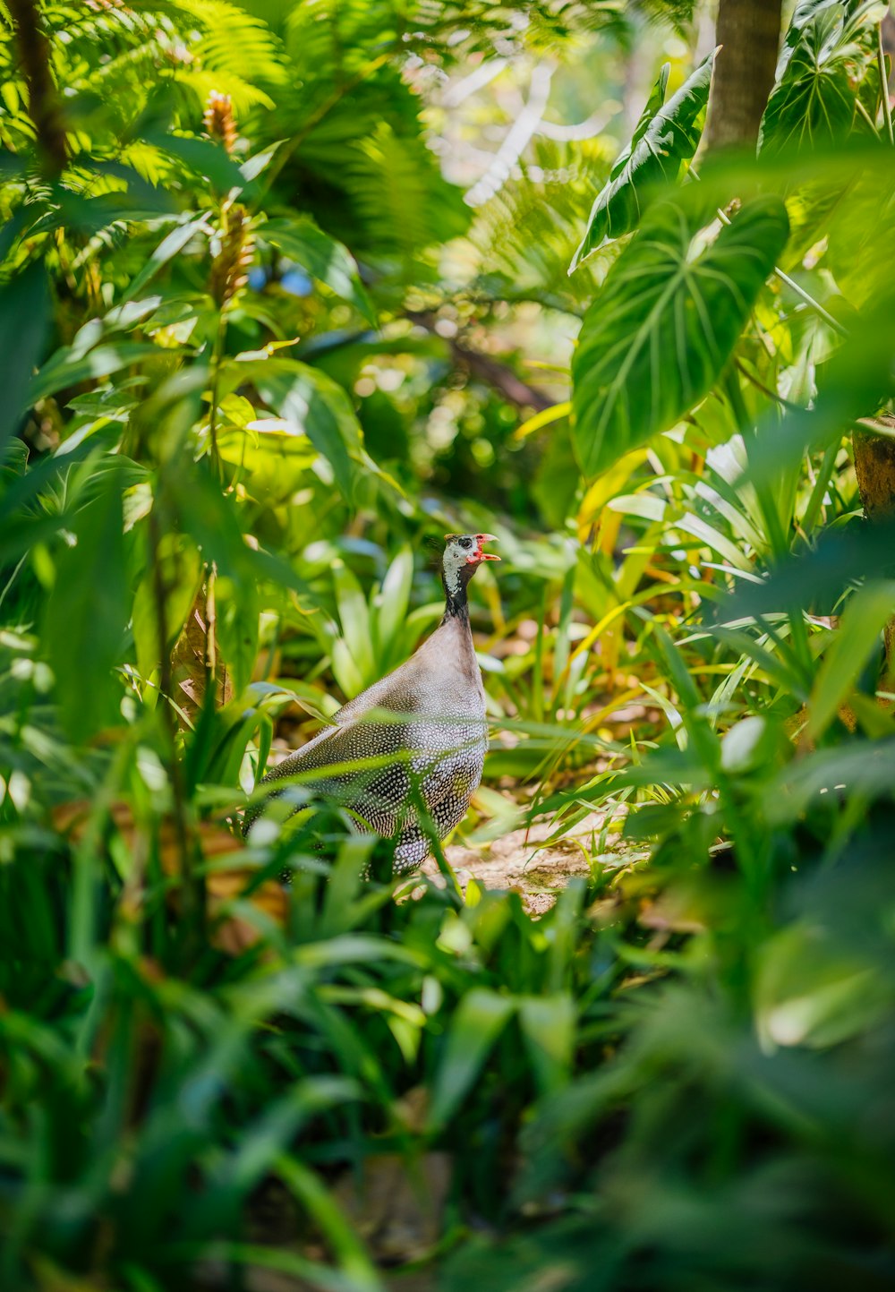 Un pájaro que está parado en la hierba