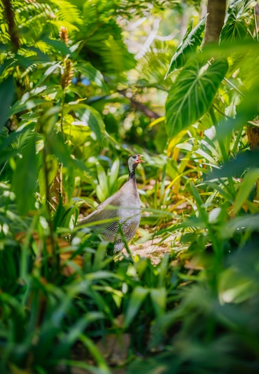 A guinea fowl stands amidst lush, vibrant green foliage in a forested area. Sunlight filters through the leaves, creating patterns of light and shadow across the scene. The bird is gray with distinctive white spots, contrasting with the greenery surrounding it.