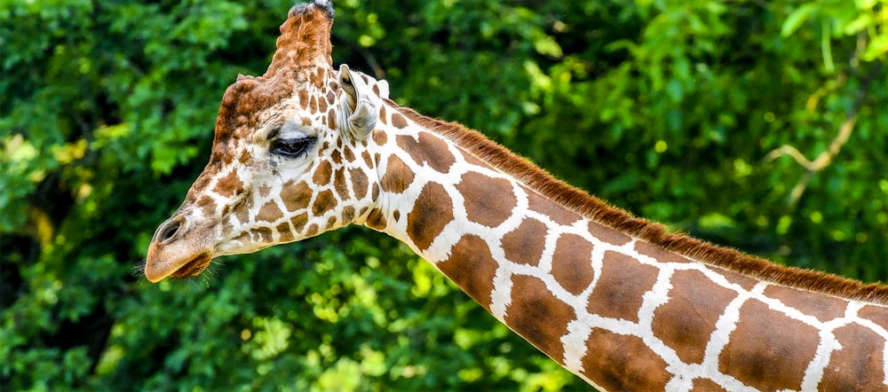 um close up de uma girafa com árvores ao fundo