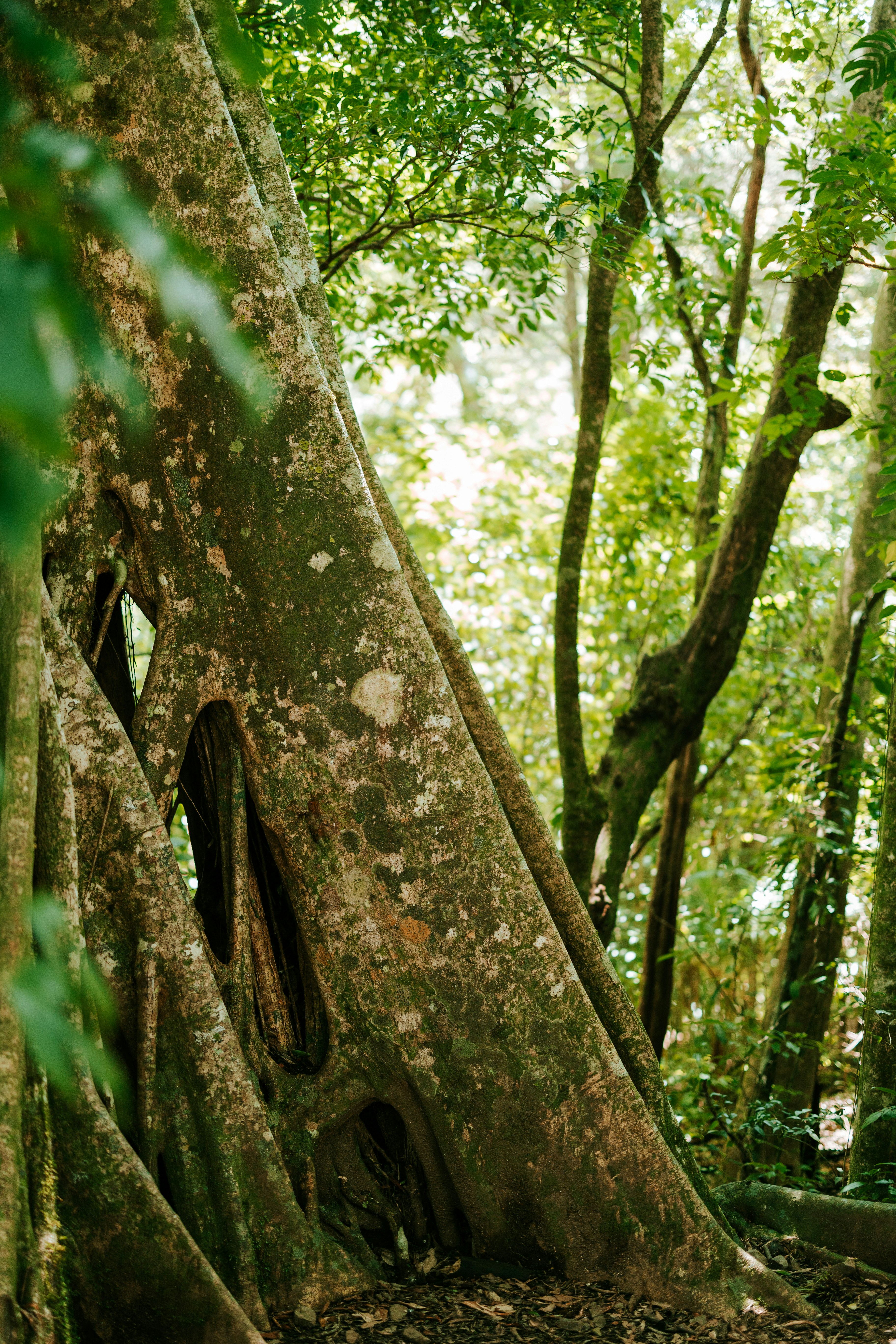 a large tree with a hole in the middle of it
