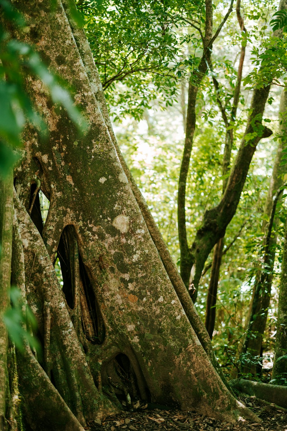 a large tree with a hole in the middle of it