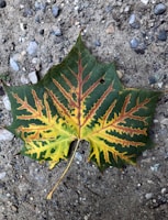 A large, distinct maple leaf lying on a textured sandy surface, showcasing a gradient from green to yellow with intricate vein patterns.