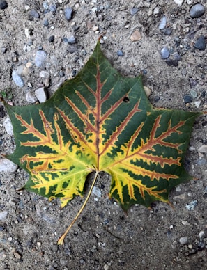 A large, distinct maple leaf lying on a textured sandy surface, showcasing a gradient from green to yellow with intricate vein patterns.