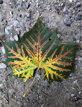 A large, distinct maple leaf lying on a textured sandy surface, showcasing a gradient from green to yellow with intricate vein patterns.