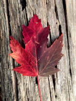 A vibrant image burned onto smooth maple wood showcasing nature's beauty.