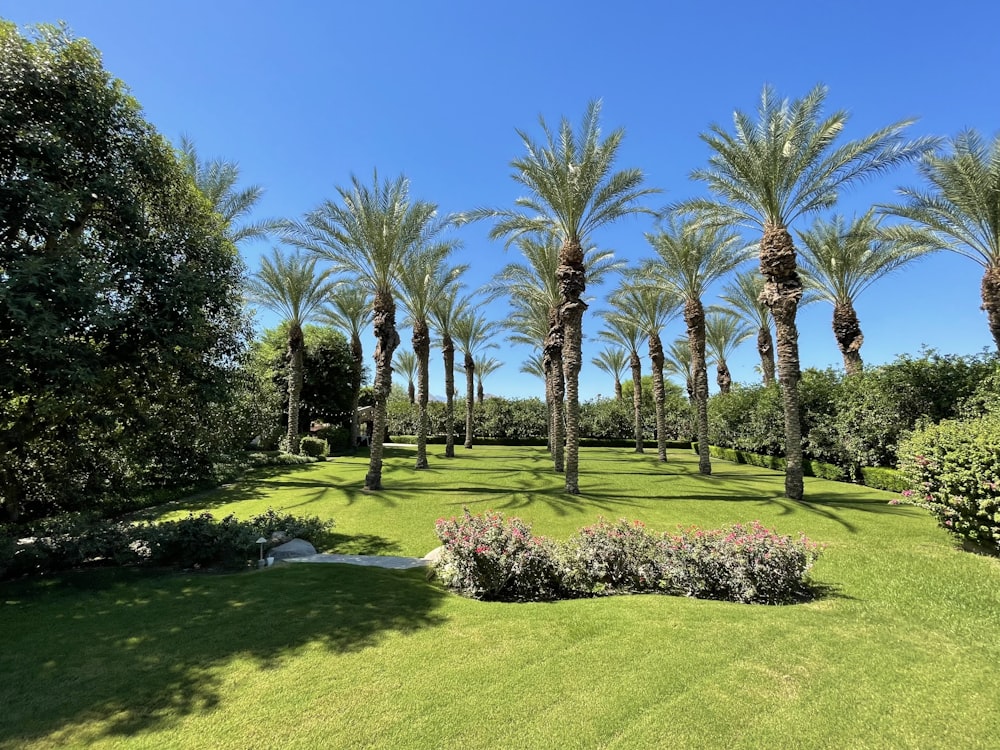 a lush green field with lots of palm trees